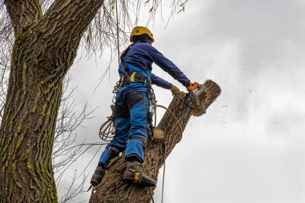 The Steps Involved in Our Tree Care Process in Bamberg, SC